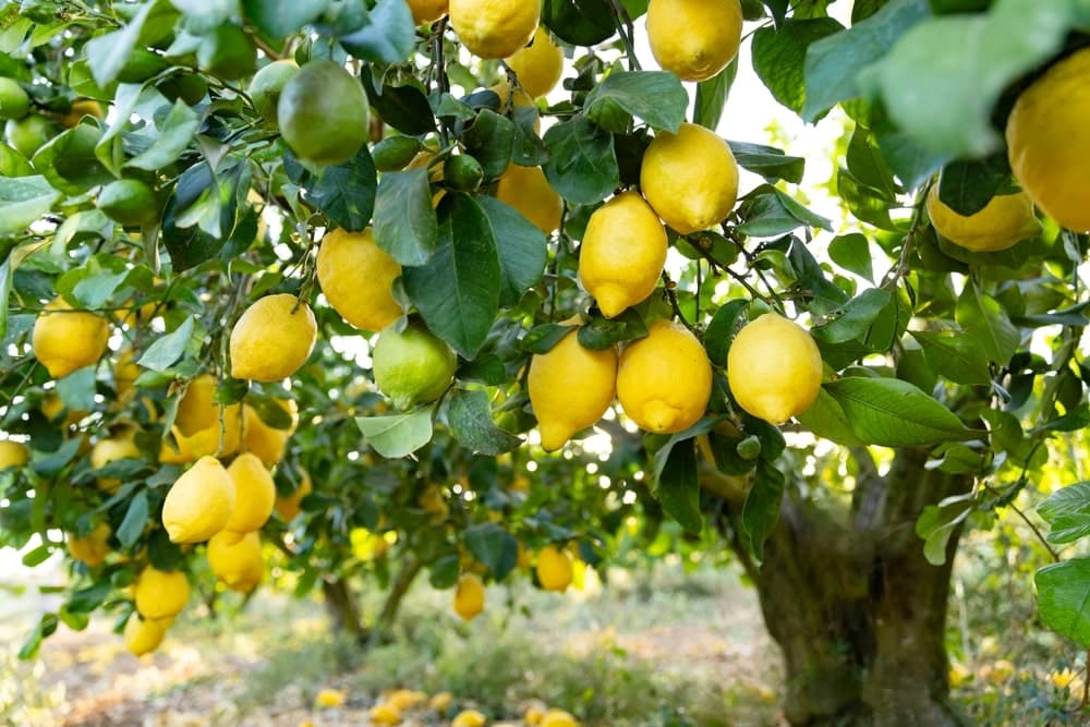 Jordan Lemon Orchard Project agricultural project